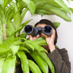 Woman looking through binoculars while hiding behind a houseplant